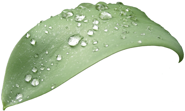 Logo_Blatt